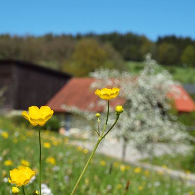 Butterblume in Lessau