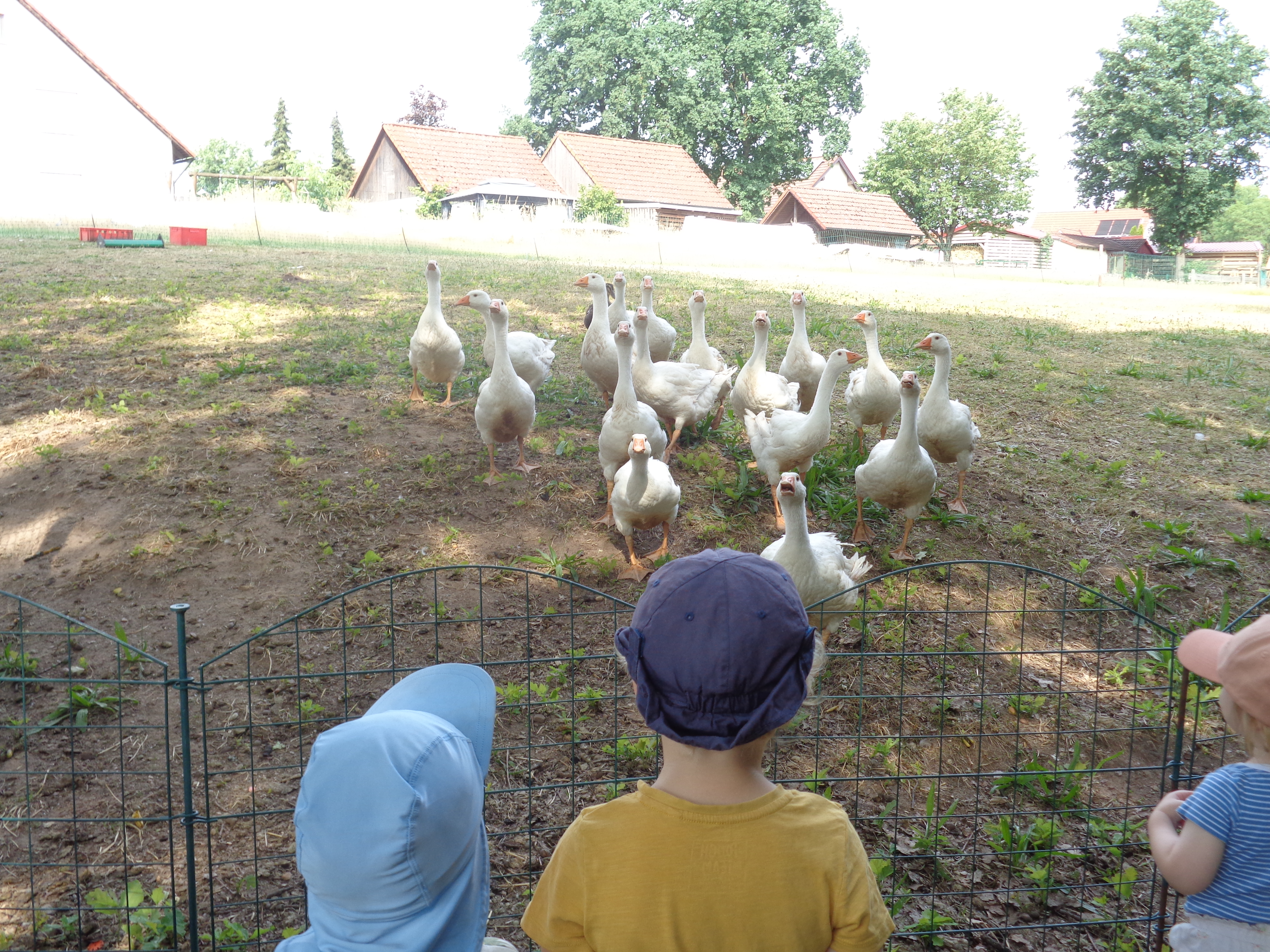Hühner, Gänse, Enten